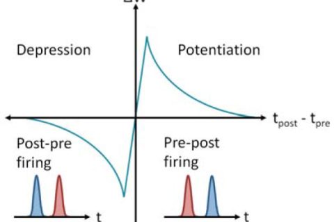 Photonics + Neuron: Spike-Timing-dependent Plasticity